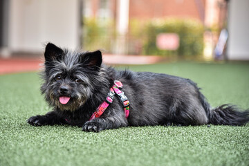 cute black dog on the grass