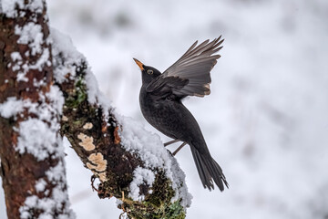Blackbird