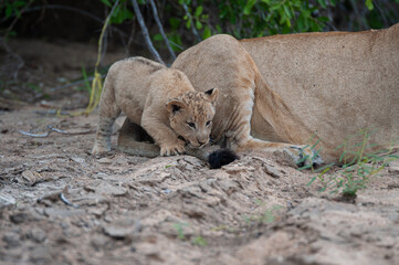 Fototapeta na wymiar Lion cub playing with his mothers tail on a safari in South Africa