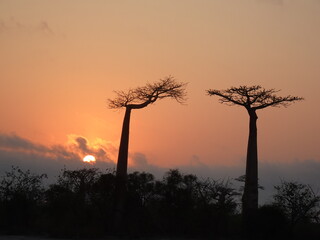 Baobab trees at sunrise at the avenue of the baobabs in Morondava　(Madagascar)