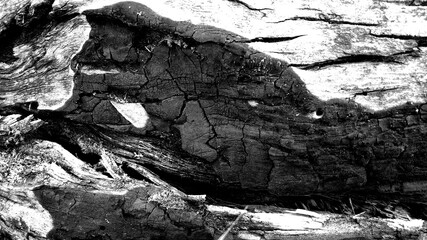 abstract wooden black and white background. wood texture with a streak of soot from the fire