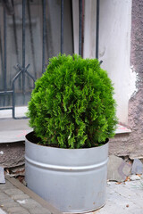 Green spherical Chinese thuja in a flowerpot near the house. A small thuja tree in a metal pot near the entrance.