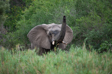 An Elephant seen in the reeds of a riverbed, on a safari in South Africa