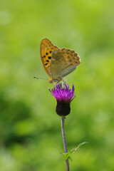ノアザミとクモガタヒョウモン
