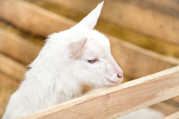 Obraz premium Pretty white kid in the farm pen