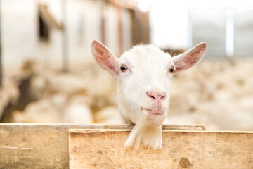 Fototapeta premium Funny white goat in the farm pen