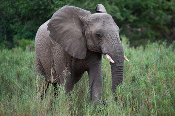 An Elephant seen in the reeds of a riverbed, on a safari in South Africa