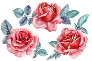 Vintage beautiful flowers. Roses on a white background, watercolor painting, floral elements