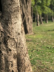 Race Course Park Lahore