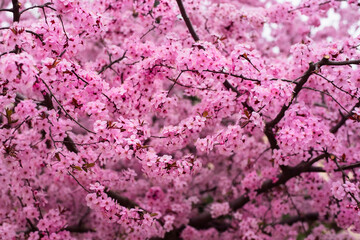 Pink flowers on a cherry tree bloom brightly in the middle of spring, you look at these flowers and immediately want to live, the mood rises