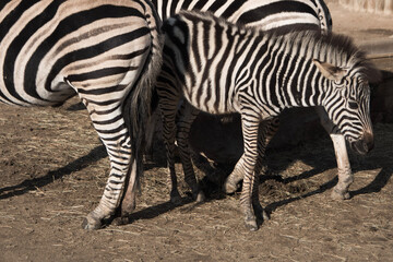 Fototapeta na wymiar Zebras standing in a zoo