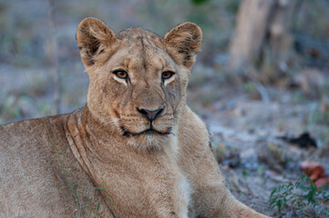 A young female Lion seen on a safari in South Africa