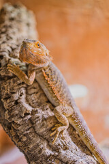 close up of a male bearded dragon (Bartagame), orange colored with copy space, focus on the eye