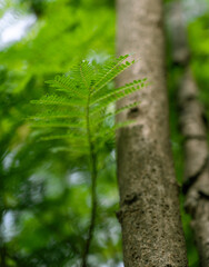 green leaves in the forest