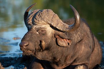 a Cape Buffalo seen on a safari in South Africa