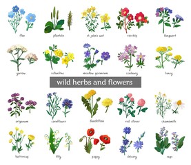 Wild flowers and herbs set isolated on white background. Collection of botanical flowers in vintage style. Elements for summer, spring bouquet. Symbols of alternative medicine. Vecrtor illustration.
