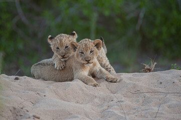 2 Lion cubs seen on a safari in South Africa