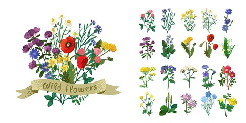 Set of wild field herbs, flowers for bouquets in a botanical style isolated on white. Collection of medicinal plants with leaves, flowers, buds for cards, poster, wedding card. Vector illustration.