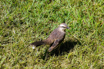 Chalk-browed Mockin (Mimus saturninus) on the ground, with worm in the mouth, Rio de Janeiro, Brasil