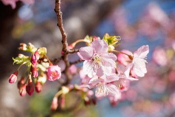 Fototapeta na wymiar ビルの谷間に咲き始めた河津桜