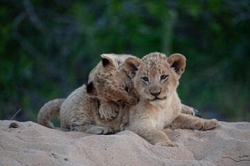 A lion cub attacking its sibling on a safari in South Africa