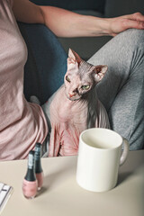 The cat sits on the owners lap. A man and his pet. Friendship with animals. Love and care for pets. Sphynx cat. Hairless cat. Vertical shot