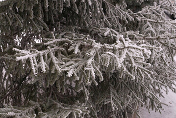 Frosted spruce branch in the city park