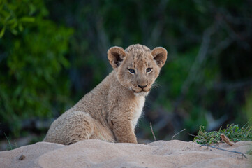 Tiny Lion cub seen on a safari in South Africa