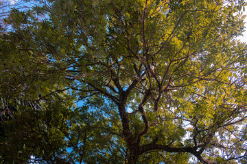 Tree, leaves and sky