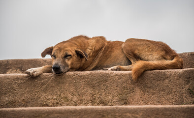 Sleepy Big Dog 