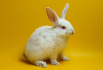 노랑색 배경의 귀여운 흰색토끼