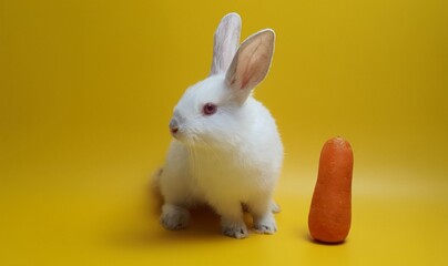 노랑색 배경의 귀여운 흰색토끼