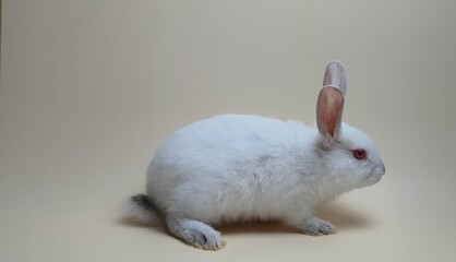 회색배경의 귀여운 흰색토끼 © 은순 김