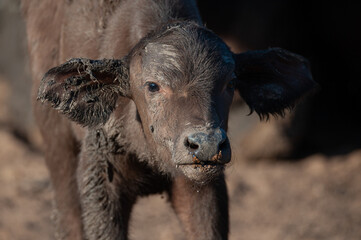 Baby Cape Buffalo calf seen on a safari in Kruger National Park