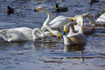 厳しい寒さを避けて越冬で飛来地へと渡ってきた、美しい白い羽毛のオオハクチョウ