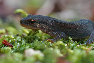 Closeup of a female Smooth newt, Lissotriton vulgaris