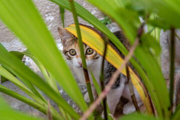 Obraz premium cat on grass