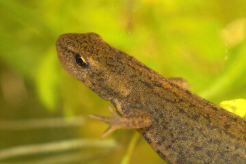 Closeup of an aquatic female Boscá's or Iberian newt, Lissotrit