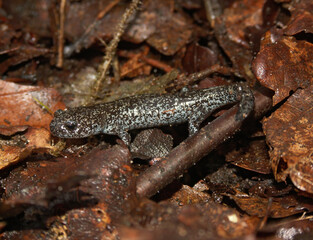 Closeup of a juvenile of the Tohoku salamander  , Hynobius lichenatus in offrest litter
