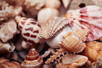 a lot of different empty sea shells on yellow background, macro details