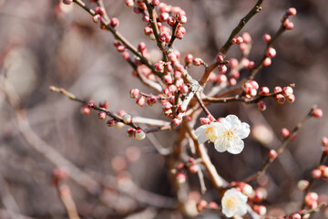 開き始めた白梅の花と蕾
