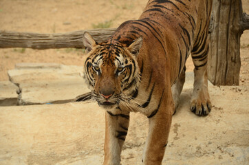 tiger in the zoo