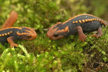 Two juveniles of the Mandarin newt , Tylototriton verrucosus on