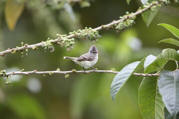 Southern Beardless-Tyrannulet (Camptostoma obsoletum) in Equador, South America