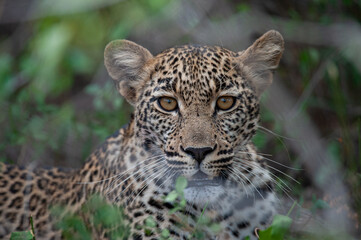Fototapeta na wymiar Portrait of a young female Leopard seen on a safari in South Africa
