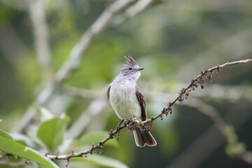 Obraz premium Southern Beardless-Tyrannulet (Camptostoma obsoletum) in Equador, South America