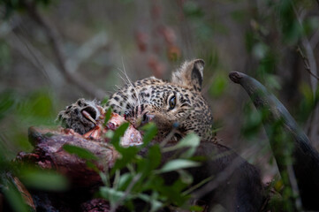 An orphaned young Leopard seen scavenging on a Cape Buffalo carcass on a safari i South Africa