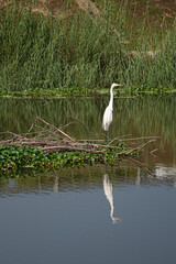 white  egret on a pond