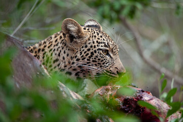 An orphaned young Leopard seen scavenging on a Cape Buffalo carcass on a safari i South Africa