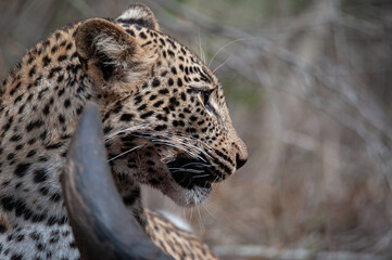 An orphaned young Leopard seen scavenging on a Cape Buffalo carcass on a safari i South Africa